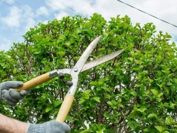 Tree Services in Vancouver, WA image